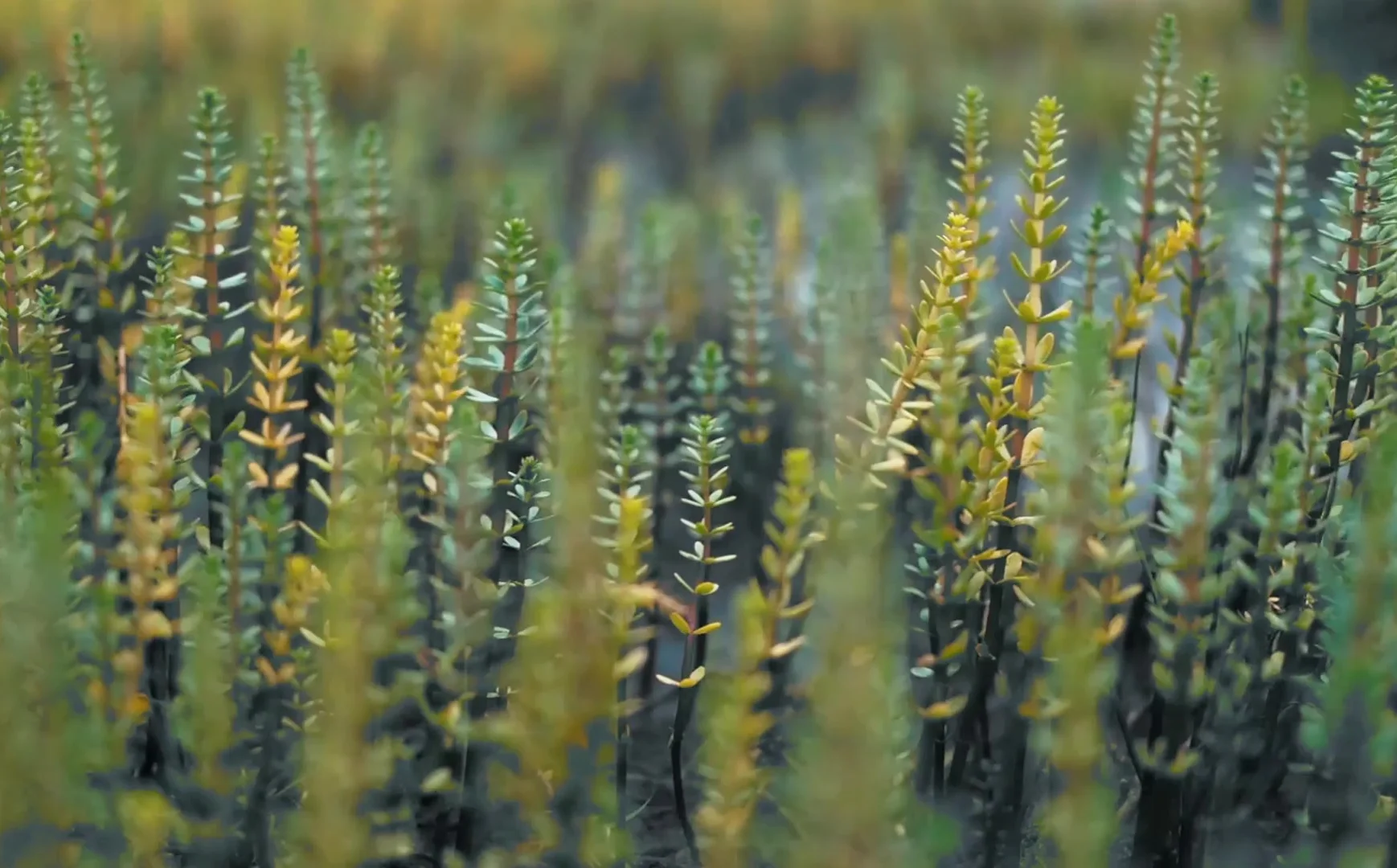Yellow wildflowers in a field