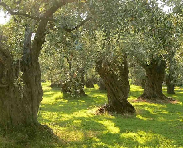 Green olive trees with sunlight shining on grass